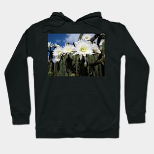 Cacti Flowers at Mount Gambier South Australia Hoodie